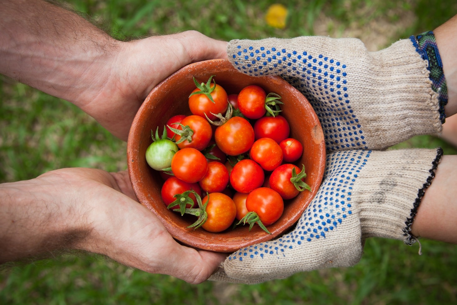 How Technology is Revolutionizing Food Distribution